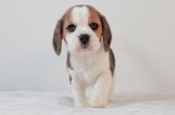 赤峰市柴犬出售信息電話號碼