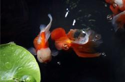 赤峰金魚博物館電話號碼是多少