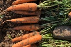 赤峰林西烙糕店電話地址查詢