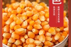 赤峰爆米花玉米粒批發(fā)電話號(hào)碼