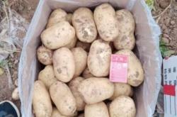 赤峰市土豆代購(gòu)店地址電話號(hào)碼