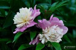 赤峰藝涵花卉店電話多少號(hào)