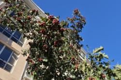 赤峰市老府廟社區(qū)電話號碼