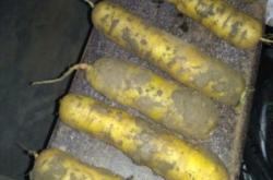 赤峰黃胡蘿卜批發(fā)電話地址