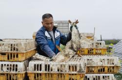 赤峰無抗鴨養(yǎng)殖基地電話號碼