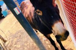 赤峰鄉(xiāng)村動物園電話多少號