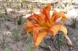 赤峰植物園訂票電話號碼是多少