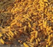 赤峰即食黃玉米批發(fā)電話號碼