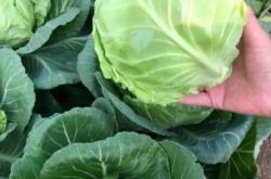 哪里收購大頭菜