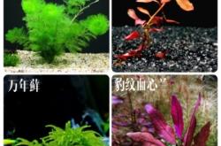 赤峰生態(tài)草缸廠家電話地址查詢