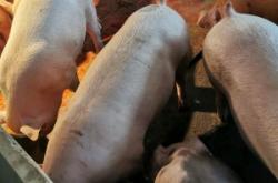 赤峰生豬屠宰場聯(lián)系電話號碼