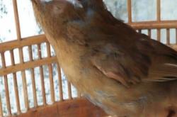 赤峰畫眉鳥店地址查詢電話號(hào)碼