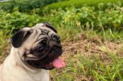 赤峰巴迪寵物巴哥狗電話地址