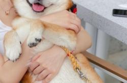 赤峰市柴犬出售電話地址查詢