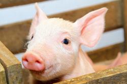 赤峰溫氏生豬銷售部電話號碼