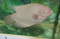 赤峰同城賣魚電話多少號碼