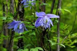 赤峰青禾旅行社地址電話號碼