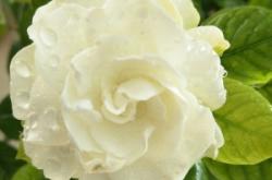 赤峰紅山區(qū)手工花束店電話號(hào)碼