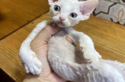 赤峰繁育貓舍電話多少號(hào)碼