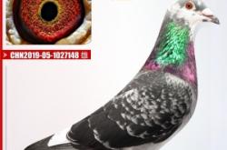 赤峰鴿子糧食批發(fā)電話多少號(hào)