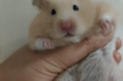 赤峰超級(jí)萌寵屋電話號(hào)碼查詢