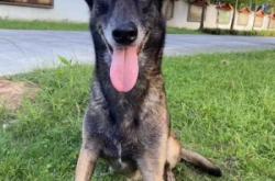 赤峰狼青領(lǐng)養(yǎng)中心電話號(hào)碼查詢