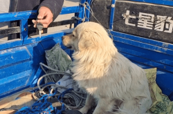 赤峰狗肉販子電話(huà)地址是多少號(hào)