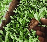 赤峰活體豆苗種植基地電話號碼