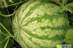 赤峰打瓜送貨電話號(hào)碼是多少號(hào)