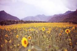 赤峰棉花糖廠地址電話是多少號