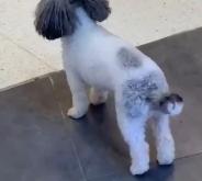 赤峰尋寵團(tuán)隊(duì)電話多少號(hào)碼