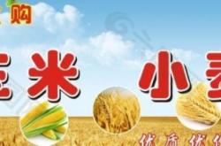 赤峰玉米棒收購(gòu)電話(huà)多少號(hào)