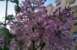 赤峰市牡丹幼兒園電話號(hào)碼