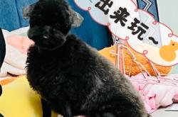 赤峰市天山寵物店電話號(hào)碼