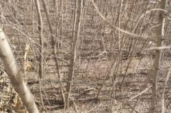 赤峰刺兒槐苗供應(yīng)商電話號(hào)碼