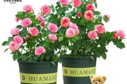 赤峰月季花盆景商家電話號碼