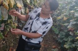 赤峰山野菜收購站電話號碼