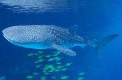 赤峰星辰海洋酒店電話號(hào)碼多少