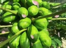 赤峰市采摘優(yōu)惠團(tuán)購(gòu)電話號(hào)碼