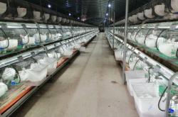 赤峰兔寶寶基地電話號(hào)碼查詢