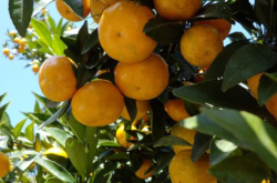 赤峰市金剛鸚鵡基地電話號碼