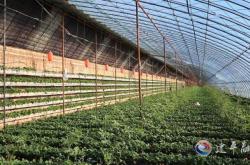 赤峰蔬菜種植戶電話多少號