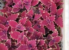 赤峰彩葉草種子批發(fā)電話號碼