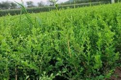 赤峰鑫鑫苗木有限公司電話號碼