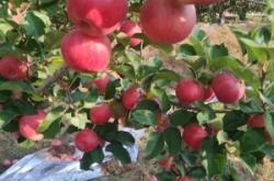 內(nèi)蒙赤峰市寧城蘋果售后電話號(hào)碼