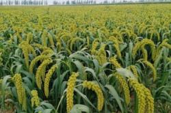 赤峰手機(jī)批發(fā)商電話是多少號(hào)