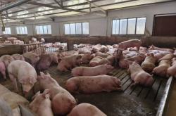 赤峰市北山豬場(chǎng)電話地址查詢