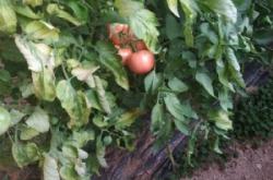 赤峰市大廟柿子批發(fā)電話號(hào)碼