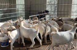 赤峰養(yǎng)羊剛子廠家電話號碼