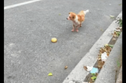 赤峰橋底下賣病狗電話號碼